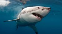 Ein Taucher würde nahe Mexiko von einem Weißen Hai getötet.