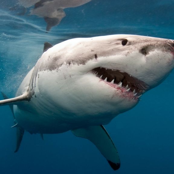 Kopf abgerissen! Weißer Hai zerfleischt Taucher