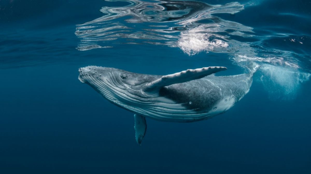 Forscher fanden Schnabelwal-Cirkoviruen (BWCV) In Delfinen und Walen. (Symbolfoto) (Foto)
