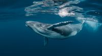 Forscher fanden Schnabelwal-Cirkoviruen (BWCV) In Delfinen und Walen. (Symbolfoto)