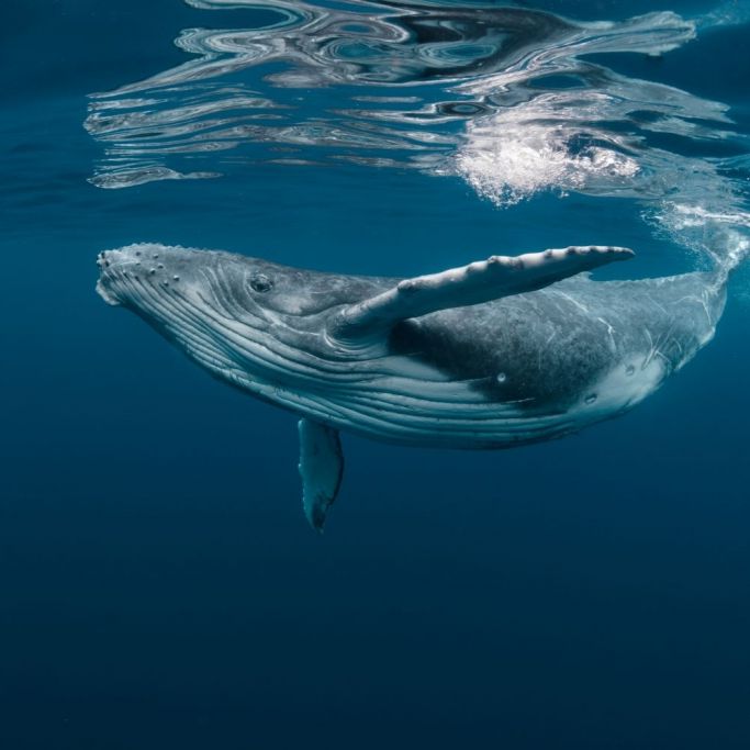 Wale und Delfine infiziert! Forscher entdecken neues Killer-Virus