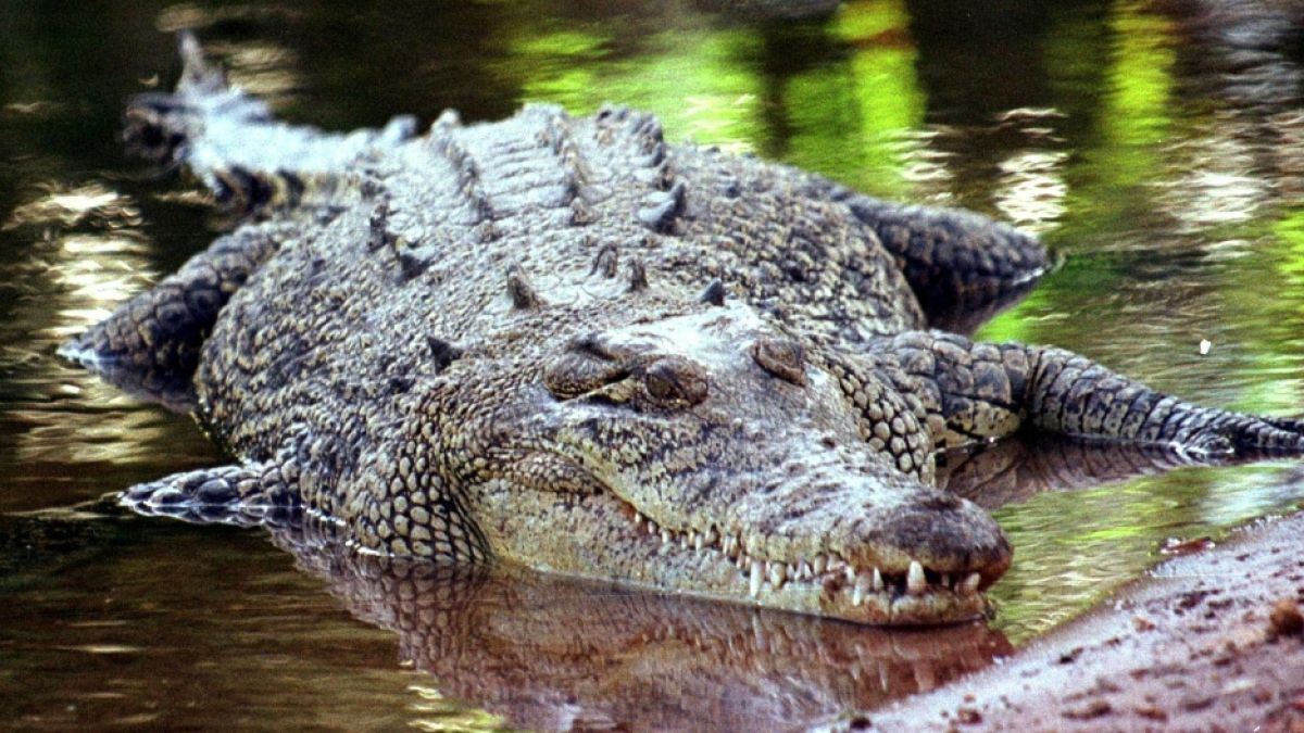 Auf den Diebstahl seines Nachwuchses reagierte ein Krokodil in Australien äußerst gereizt - und verbiss sich im Bein eines 29-jährigen Mannes (Symbolfoto). (Foto)