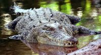 Auf den Diebstahl seines Nachwuchses reagierte ein Krokodil in Australien äußerst gereizt - und verbiss sich im Bein eines 29-jährigen Mannes (Symbolfoto).