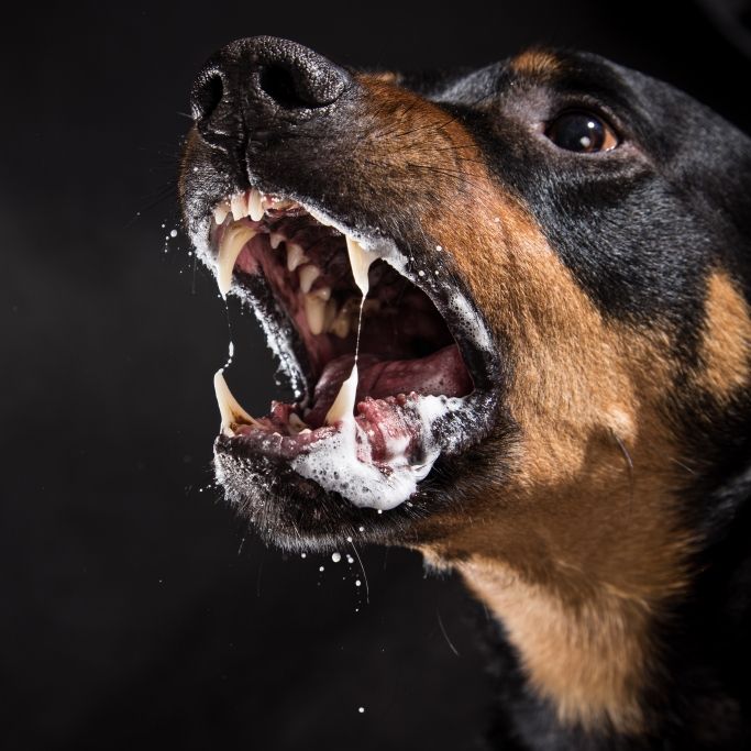 Aggressives Hunde-Trio zerfleischt Senior-Nachbarn (69) zu Tode