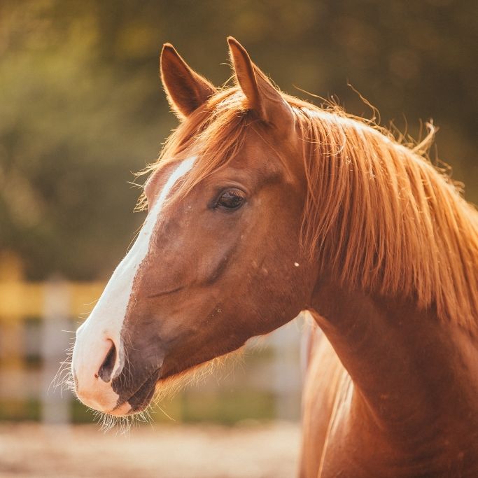 Abartige Aufnahmen! Pferde mit Schaufel geschlagen - Besitzer angezeigt