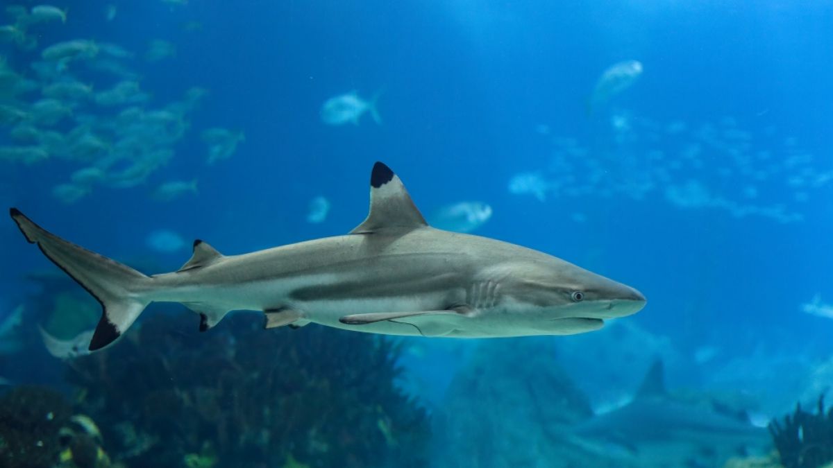 #Haifisch-Attacke am Great Barrier Reef: Schock-Video! Haifisch schießt aus Wasser und beißt Kind in Thorax