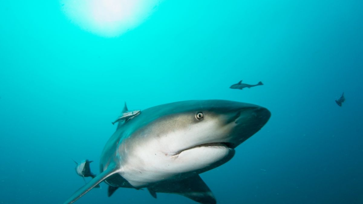 Ein Hai hat eine 16-Jährige in Australien getötet. (Foto)