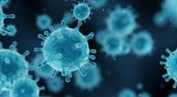 Forscher haben ein schützendes Protein gefunden, dass die Ausbreitung des Coronavirus hemmt.