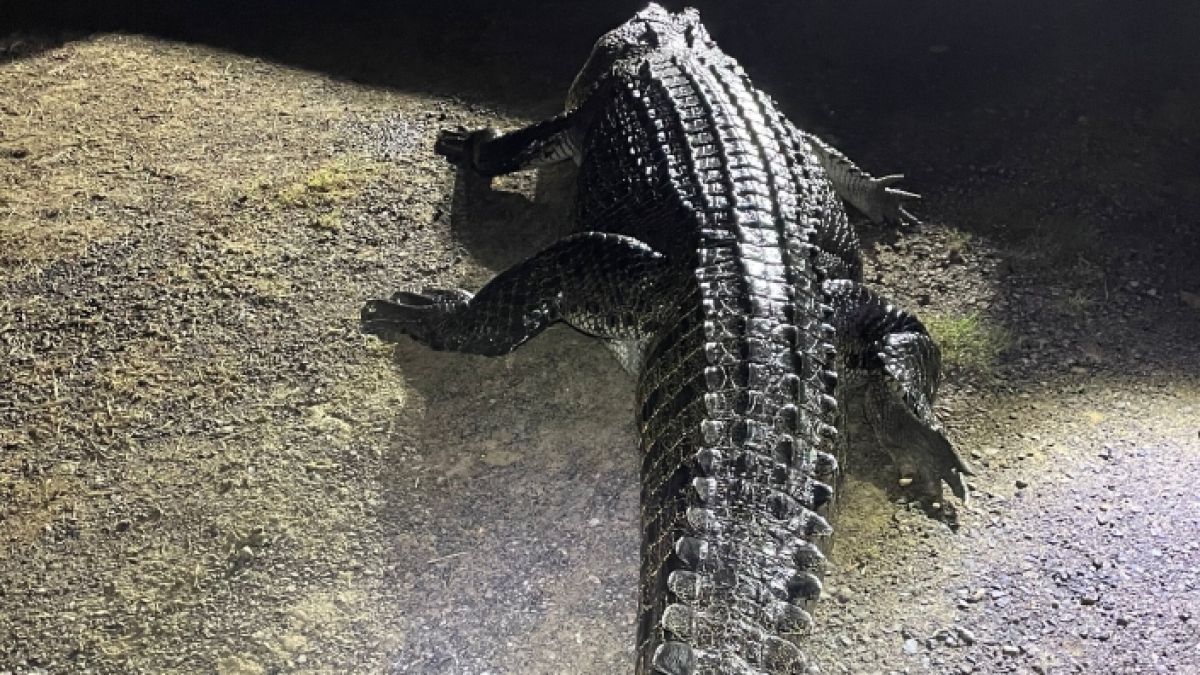 Es ist 4,2 Meter lang und mächtig hungrig: Dieses Krokodil hat im australischen Bloomfield einen Mann attackiert und dessen Hund gefressen. (Foto)