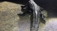 Es ist 4,2 Meter lang und mächtig hungrig: Dieses Krokodil hat im australischen Bloomfield einen Mann attackiert und dessen Hund gefressen.