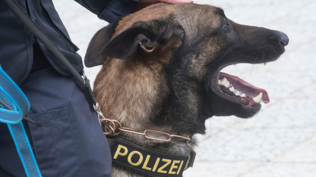 Ein Polizeihund wurde in Hamburg bei einem Großeinsatz schwer verletzt. (Symbolfoto) (Foto)