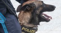 Ein Polizeihund wurde in Hamburg bei einem Großeinsatz schwer verletzt. (Symbolfoto)