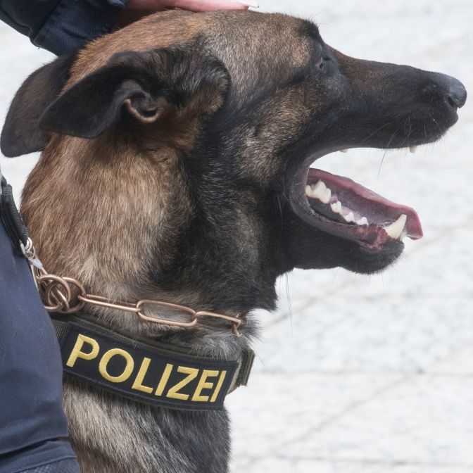 Tier schwer verletzt! Mann sticht auf Polizeihund ein
