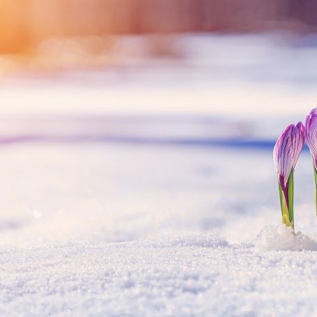 Winter-Klatsche oder Frühlingssonne? Das prophezeit der 100-jährige Kalender