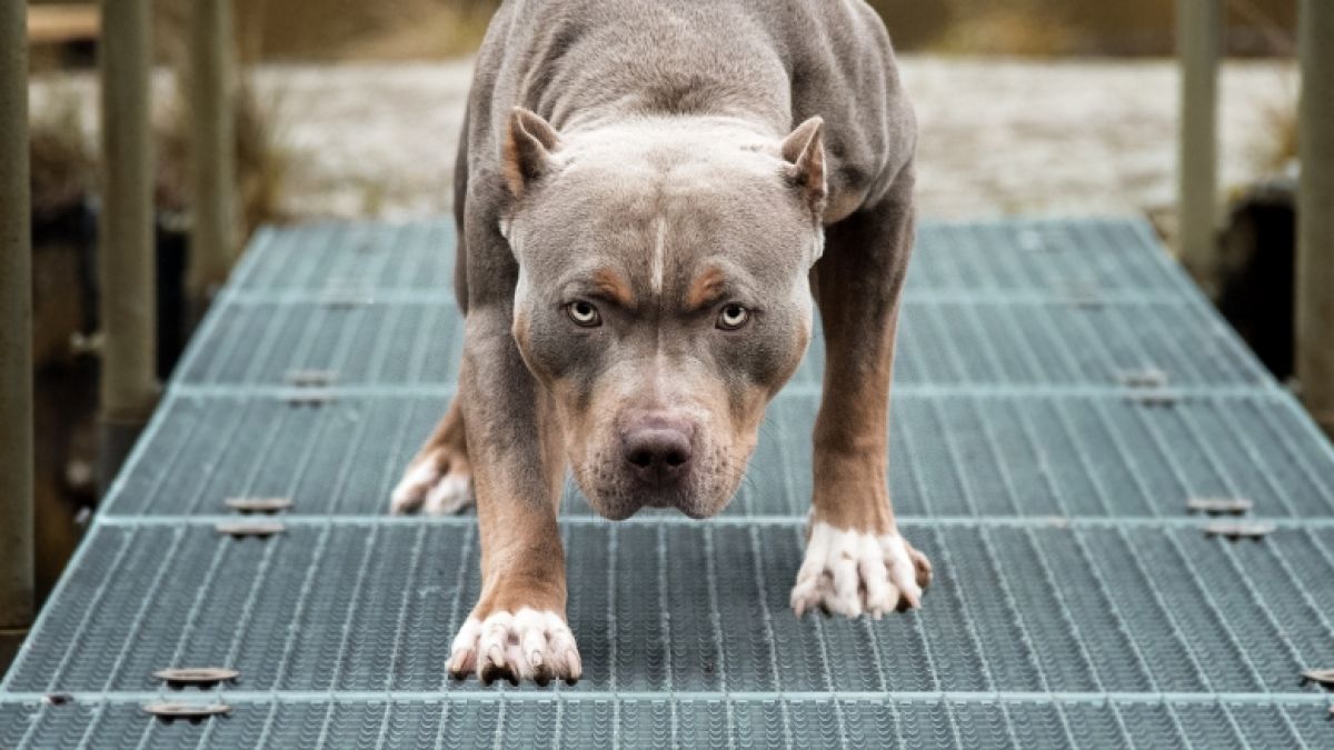 #Tödlicher Hunde-Sturm: Vollkommen zerfleischt! Pitbull tötet Nullipara c/o Horror-Attacke