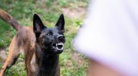 Vier Hunde, darunter drei Belgische Malinois (Bild), haben in den USA einen Arbeiter getötet. (Symbolfoto)