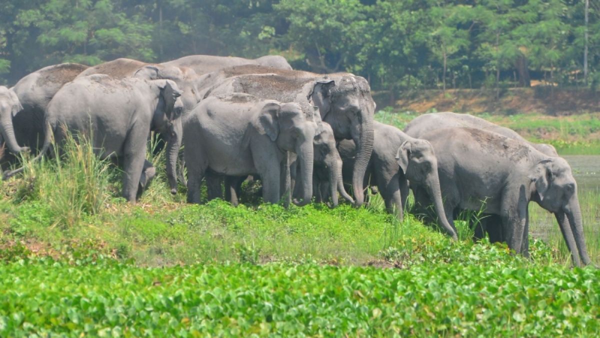 #Elefanten-Sturm in Indien: Komplett zertrampelt! Elefant tötet Tourist c/o Selfie-Versuch