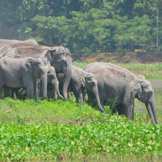 Komplett zertrampelt! Elefant tötet Tourist bei Selfie-Versuch