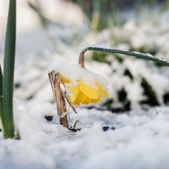 Erneute Kälteklatsche! Meteorologen warnen vor Frühlingssturm