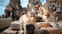 Bei einem Aufenthalt in Thailand machten ein fünfjähriger Junge und sein Vater (38) die schmerzhafte Bekanntschaft eines aggressiven Affenrudels (Symbolfoto).