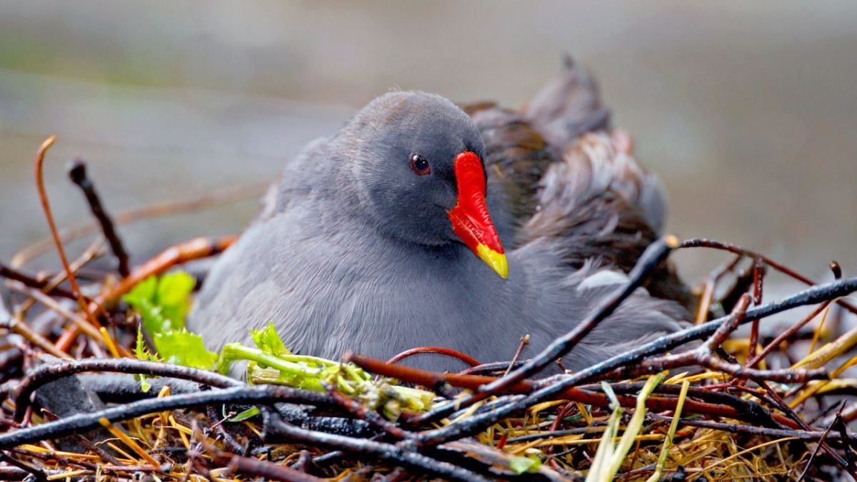 Přehrajte si „Divoká Praha“ na Arte: převysílání dokumentu online a v televizi