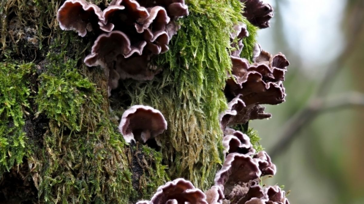 Ein Mann hat sich mit dem Pilz Chondrostereum purpureum infiziert. (Symbolfoto) (Foto)