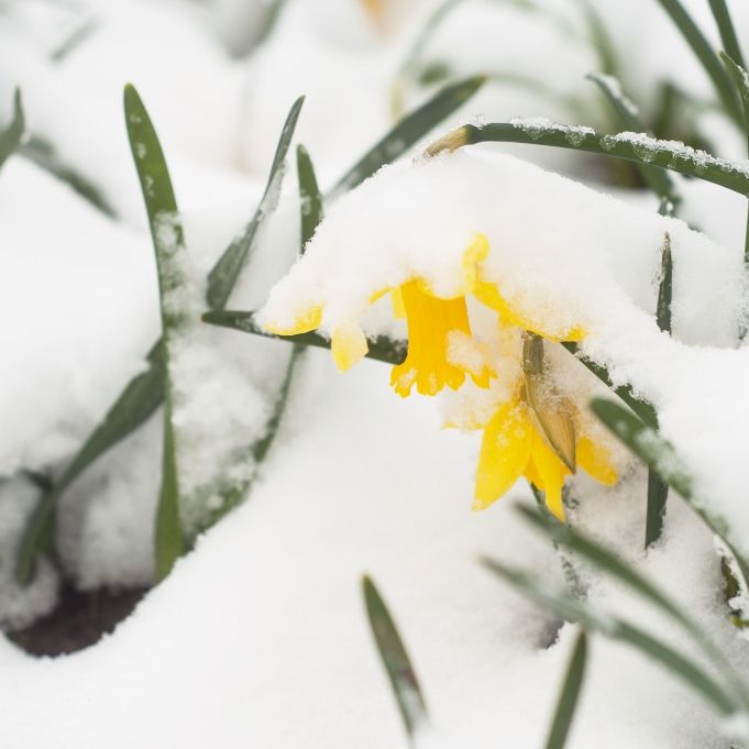 Typisches Aprilwetter im Frühling? Das prophezeit der 100-jährige Kalender