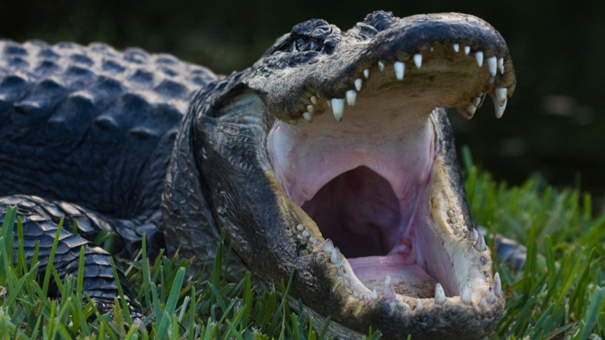 Im Maul eines Alligators wurde die Leiche eines 2-Jährigen gefunden. (Foto)