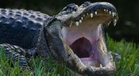 Im Maul eines Alligators wurde die Leiche eines 2-Jährigen gefunden.