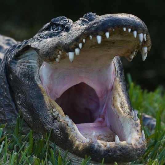 Polizei findet Leiche von vermisstem 2-Jährigen in Maul von Alligator