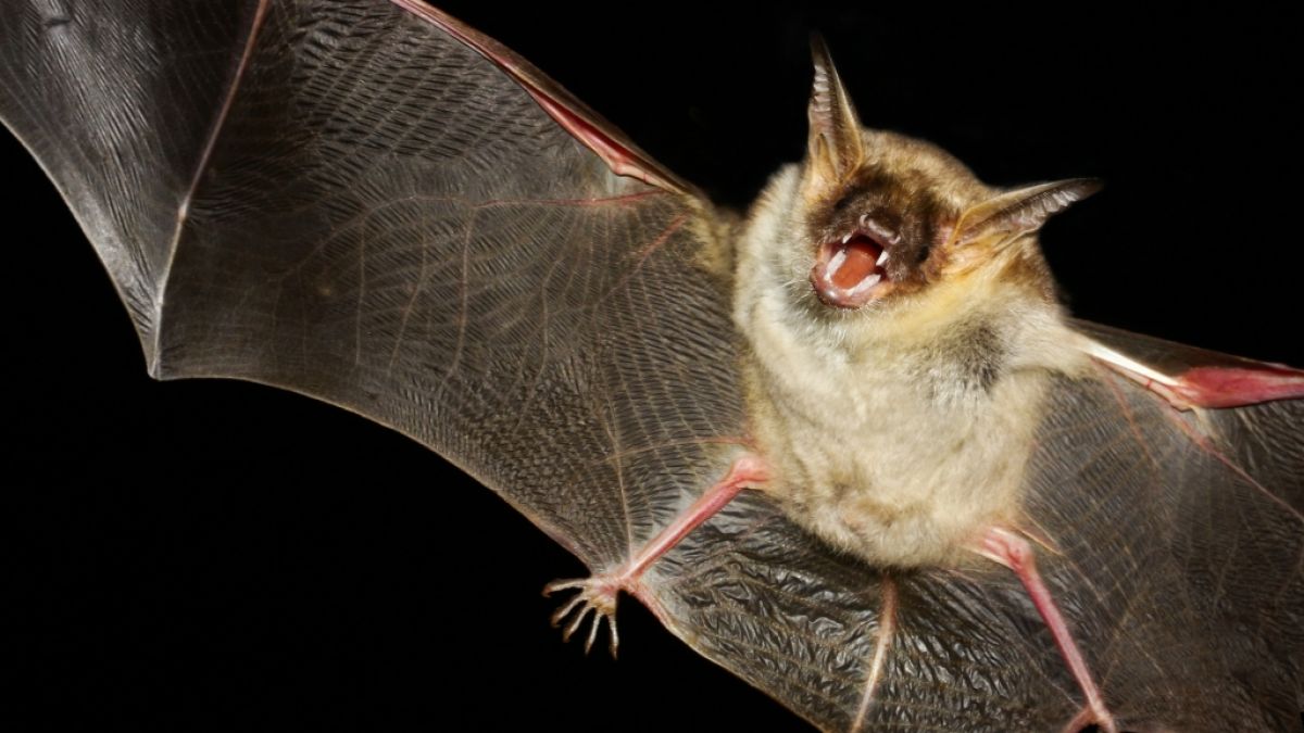 Ein Mann starb an den Folgen eines Fledermausbisses. (Symbolfoto) (Foto)