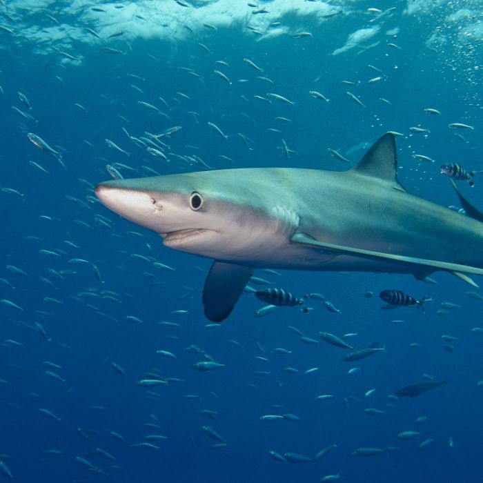 2-Meter-Hai schockt Malle-Urlauber