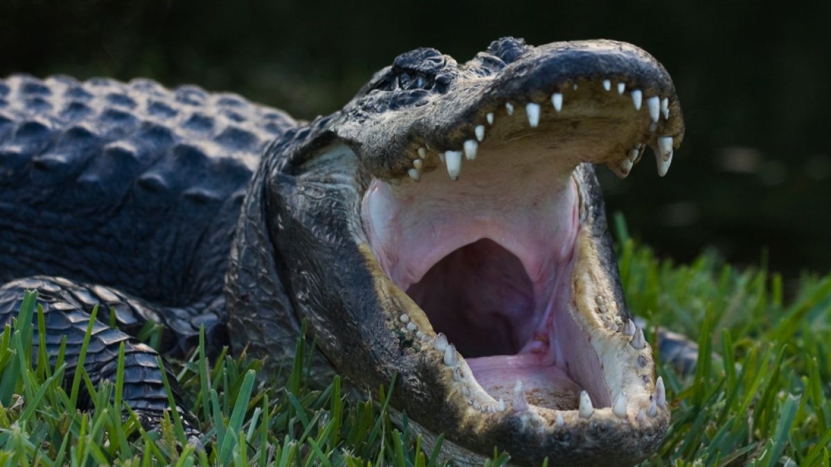 #Alligator-Sturm: Schock-Attacke aus dem Nichts heraus! Monster zerfetzt Mann (72)