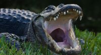 Ein Alligator hat einen 72-Jährigen zerfetzt.