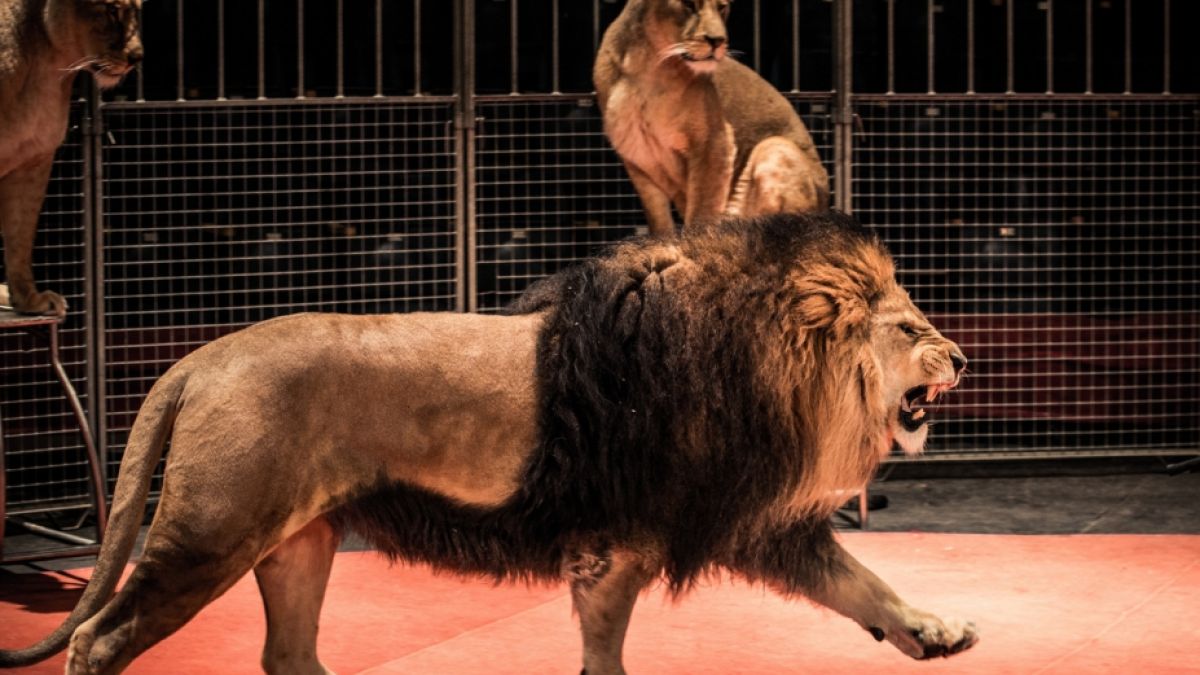 Während einer Zirkus-Vorstellung in China sind zwei Löwen aus der Manege ausgebrochen - das Publikum floh panisch aus dem Zirkuszelt (Symbolfoto). (Foto)