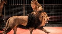 Während einer Zirkus-Vorstellung in China sind zwei Löwen aus der Manege ausgebrochen - das Publikum floh panisch aus dem Zirkuszelt (Symbolfoto).
