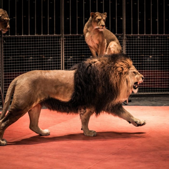 Löwen brechen aus Manege aus - Publikum flieht in Panik