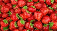 Ökotest hat Früherdbeeren aus dem Supermarkt genauer unter die Lupe genommen.