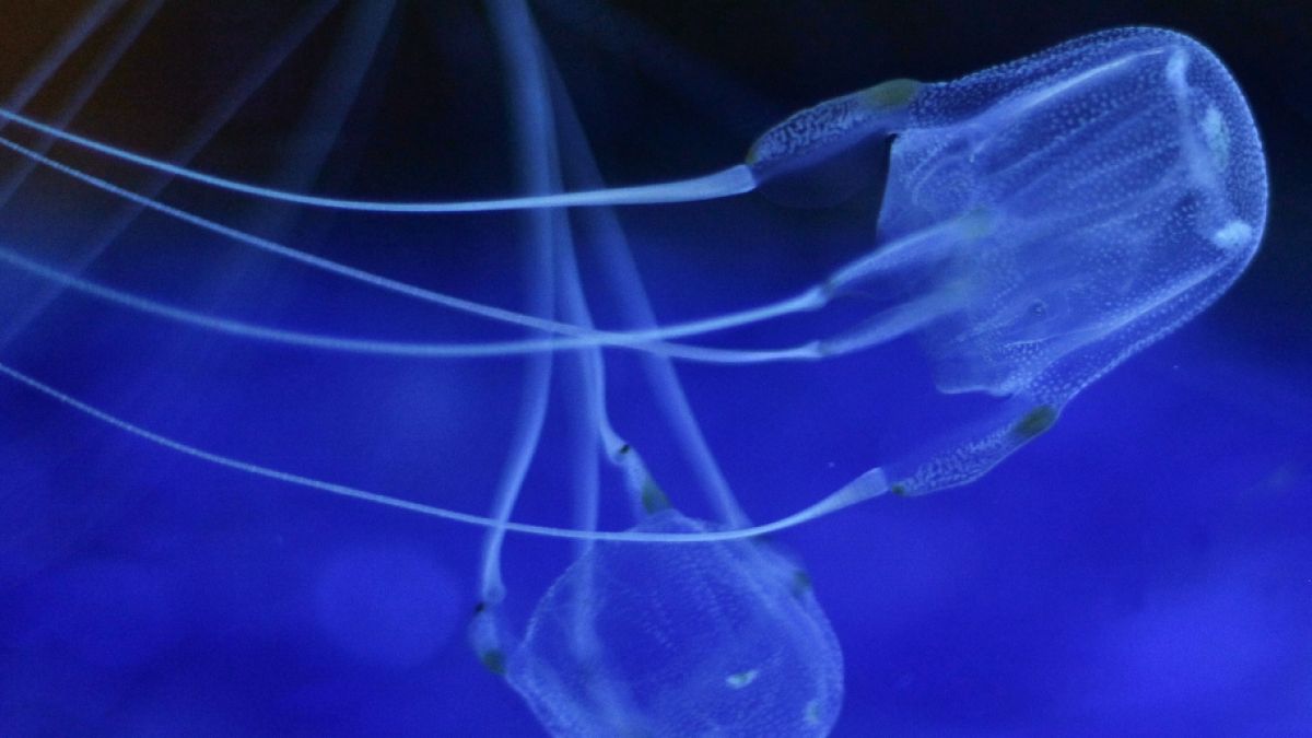 Wissenschaftler haben in China eine neue Art von Würfelquallen entdeckt. (Foto)