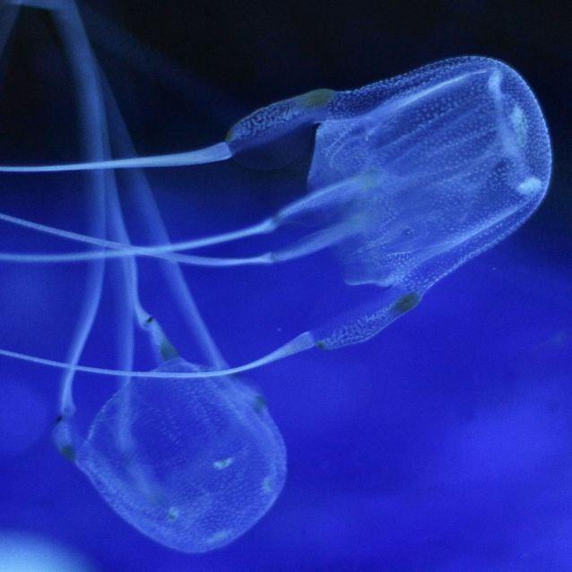 Ihr Gift tötet in Minuten! Mysteriöse Meeres-Kreatur mit 24 Augen entdeckt