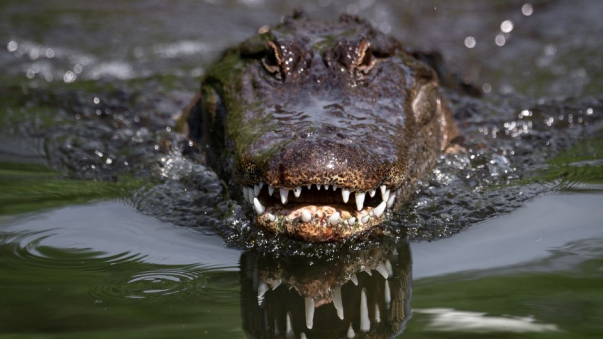 Ein Krokodil hat bei Angriff in Australien einen Fischer getötet. (Foto)