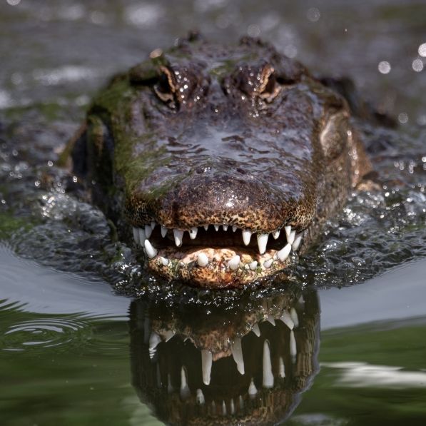 Kroko-Attacke am Ufer! Horror-Bestie zerrt Angler in den Tod