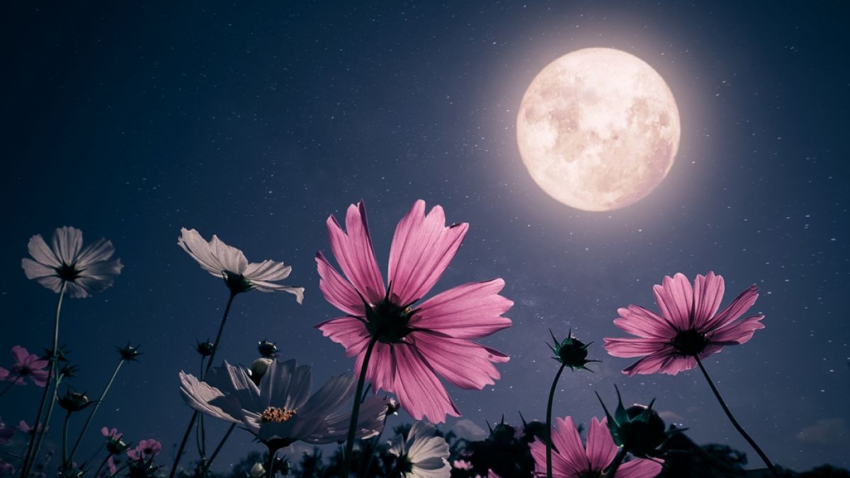 Im Mai erstrahlt der Vollmond als Flower Moon am Nachthimmel. (Foto)
