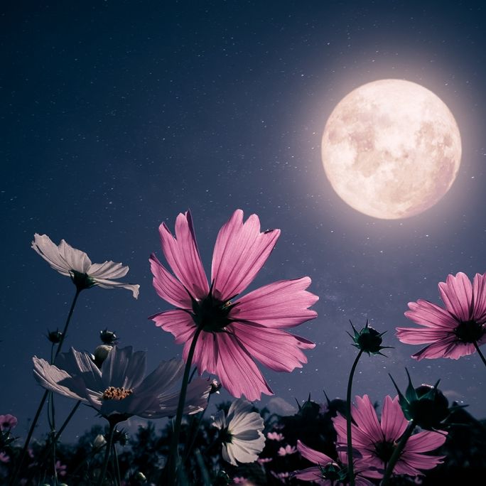Flower Moon im Mai! Diesen Vollmond dürfen Sie nicht verpassen