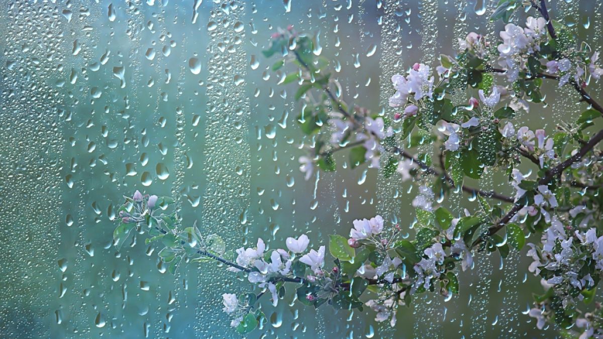 Der Mai säuft ab! Im Wonnemonat soll es viel Niederschlag geben. (Symbolfoto) (Foto)