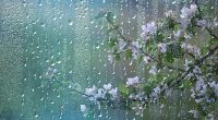 Der Mai säuft ab! Im Wonnemonat soll es viel Niederschlag geben. (Symbolfoto)