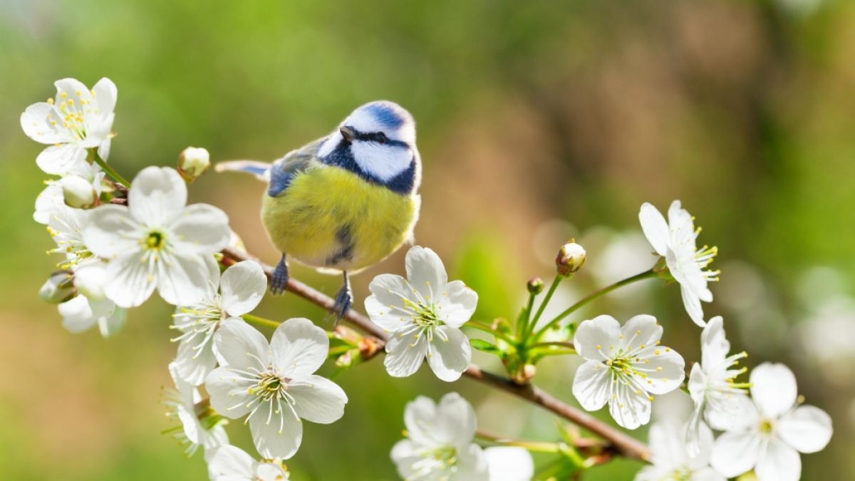 #Stunde welcher Gartenvögel 2024: Naturschützer rufen zur Vogelzählung hinaus – so können Sie mitmachen