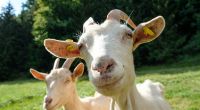 Zwei Augen, zwei Ohren, eine Nase: Eine solch normalgestaltete Ziege fand ein Tierbesitzer in Indonesien nicht im Stall vor, als ein Muttertier Junge geboren hatte (Symbolfoto).