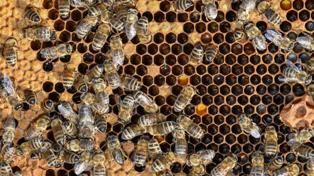 #Bienen-Attacke nachdem Bus-Unglück : Killerbienen attackieren Unfallopfer – mindestens 6 Tote