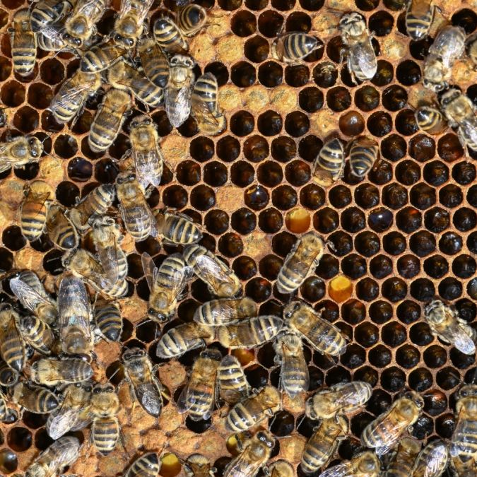 Killerbienen attackieren Unfallopfer - mindestens 6 Tote